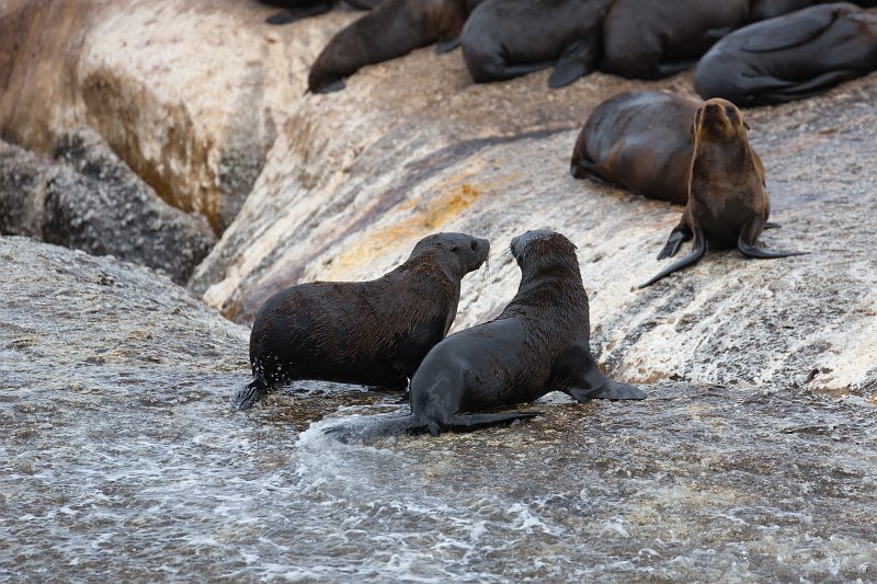 Cape Fur Seals, Duiker Island | Hout Bay and Duiker Island - Western Cape, South Africa (IMG_9145.jpg)