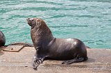 Cape Fur Seal, Hout Bay Harbour