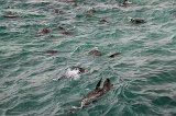 Cape Fur Seals in the Water, Duiker Island