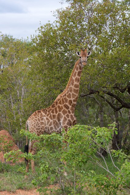 South African Giraffe | Kapama Private Game Reserve - Limpopo, South Africa (IMG_9690.jpg)
