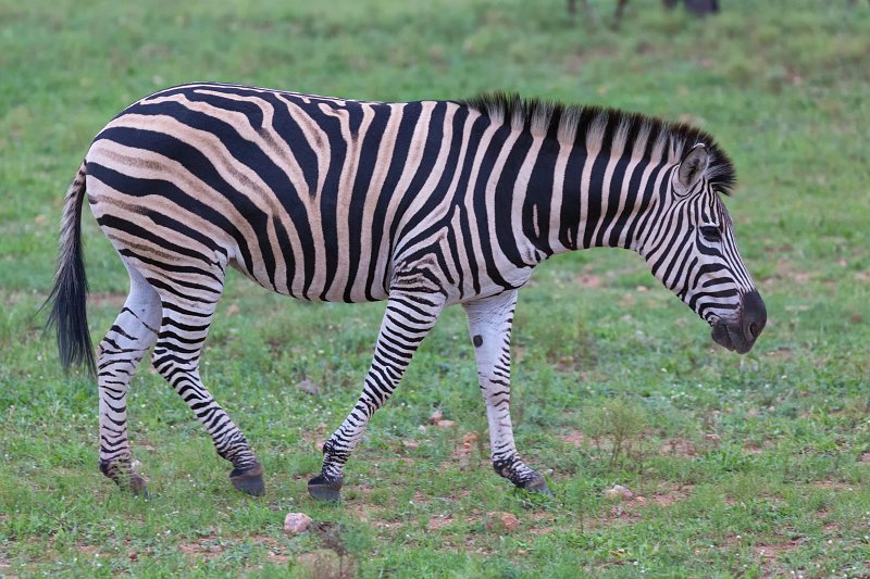 Burchell's Zebra | Kapama Private Game Reserve - Limpopo, South Africa (IMG_9721.jpg)