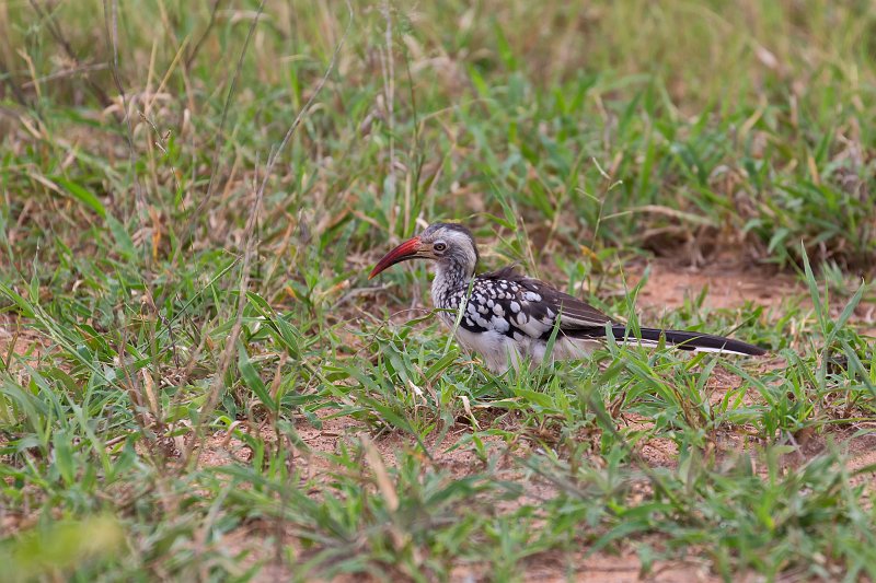 Southern Red-Billed Hornbill | Kapama Private Game Reserve - Limpopo, South Africa (IMG_9836.jpg)