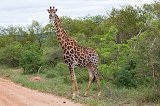 South African Giraffe