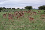 A Herd of Impalas