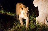 Lioness at Night