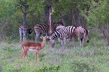 Impala and Zebras