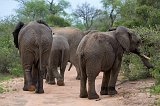 Parade of African Bush Elephants