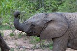 Close-Up on an Elephant