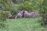 A Crash of White Rhinoceros