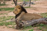 Sothern African Lion