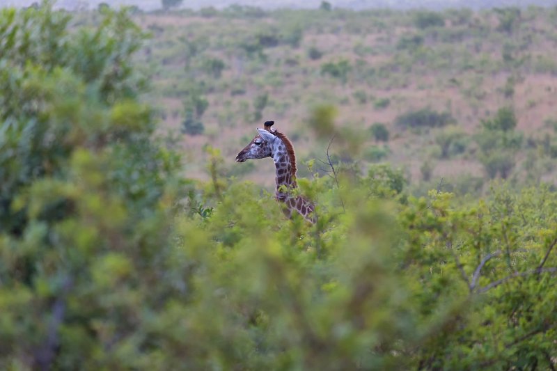 South African Giraffe | Kruger National Park - South Africa (IMG_0045.jpg)