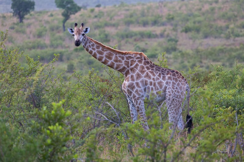 South African Giraffe | Kruger National Park - South Africa (IMG_0048.jpg)