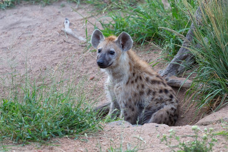 Spotted Hyena Cub | Kruger National Park - South Africa (IMG_0067.jpg)