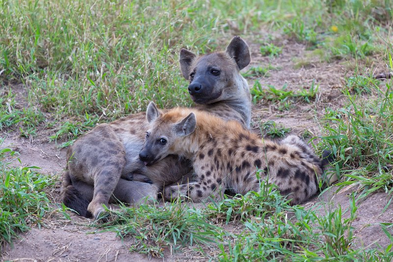 Female Spotted Hyena and Cub | Kruger National Park - South Africa (IMG_0080.jpg)