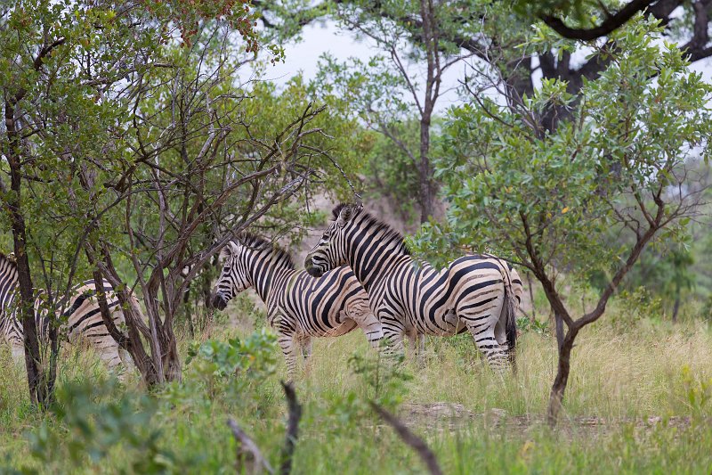 Burchell's Zebras | Kruger National Park - South Africa (IMG_0097.jpg)