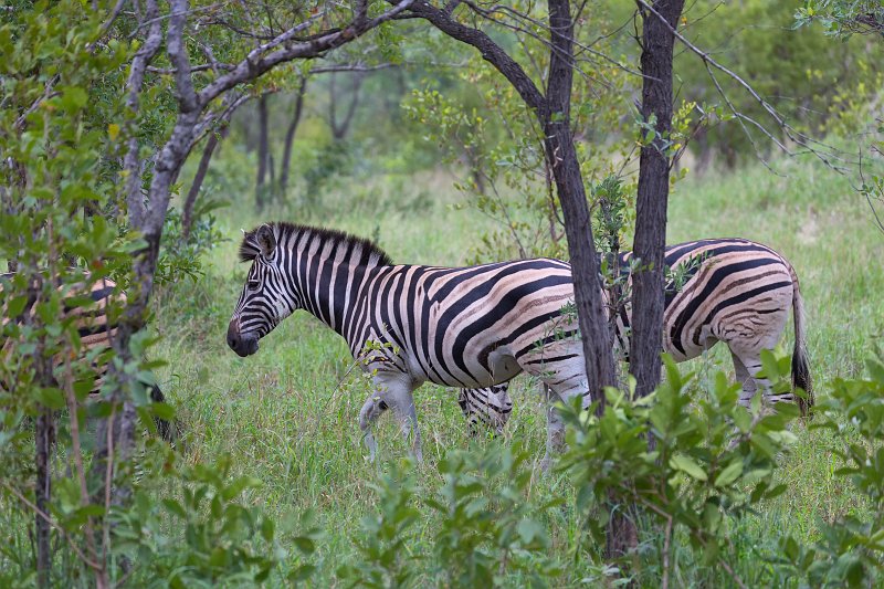 Burchell's Zebras | Kruger National Park - South Africa (IMG_0101.jpg)