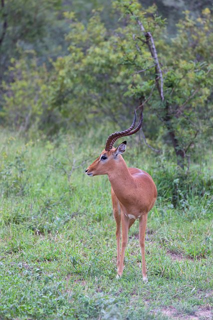 Impala Ram | Kruger National Park - South Africa (IMG_0104.jpg)