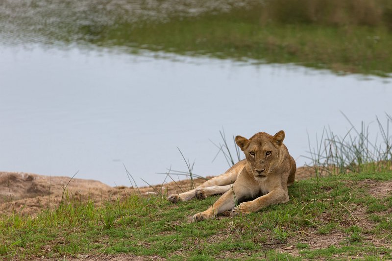 Lioness | Kruger National Park - South Africa (IMG_0107.jpg)