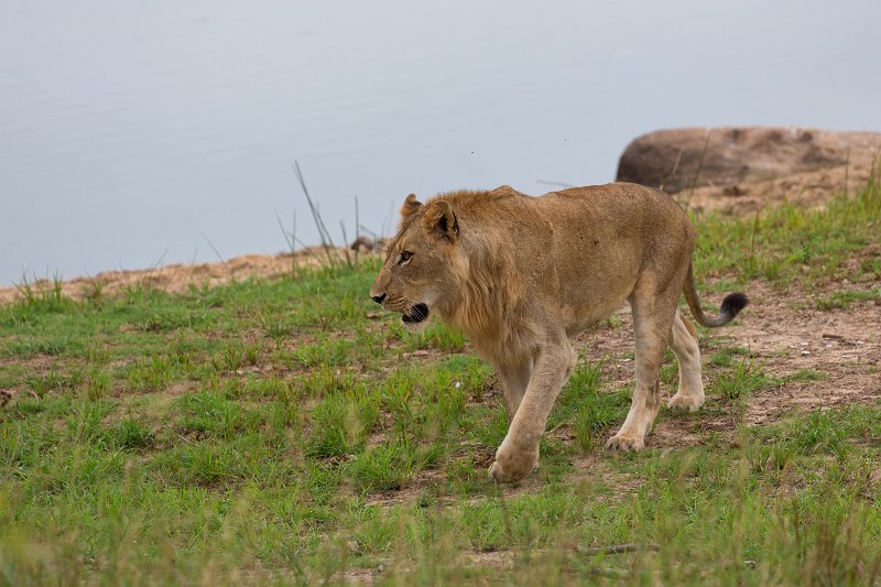 Southern African Lion | Kruger National Park - South Africa (IMG_0119.jpg)