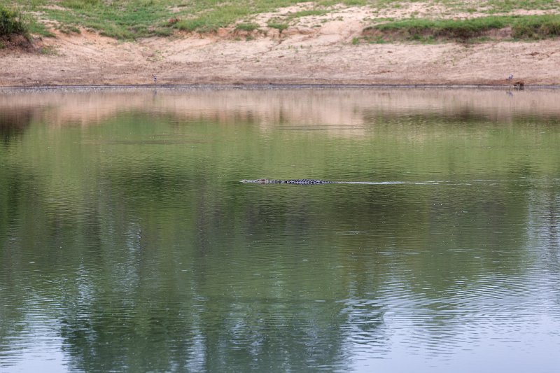 Nile Crocodile | Kruger National Park - South Africa (IMG_0121.jpg)