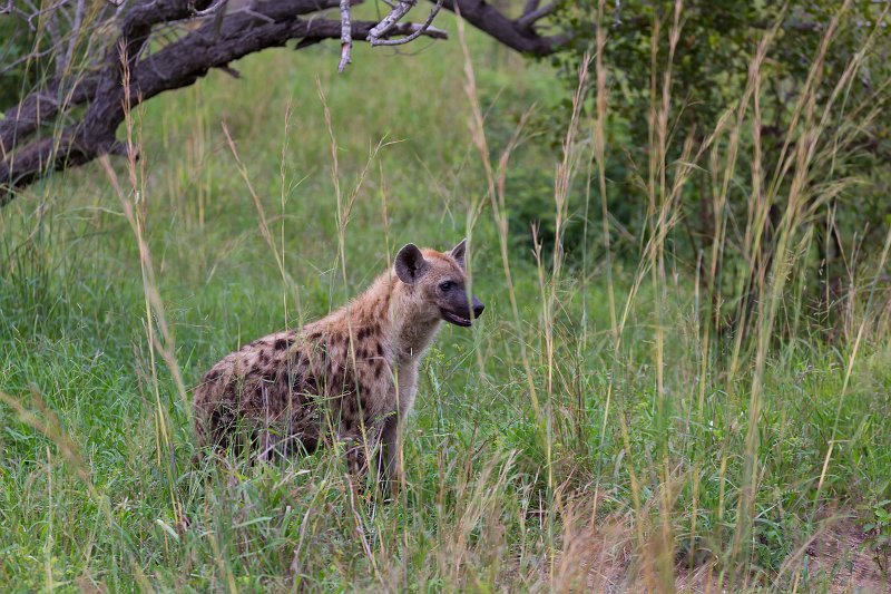 Spotted Hyena | Kruger National Park - South Africa (IMG_0138.jpg)