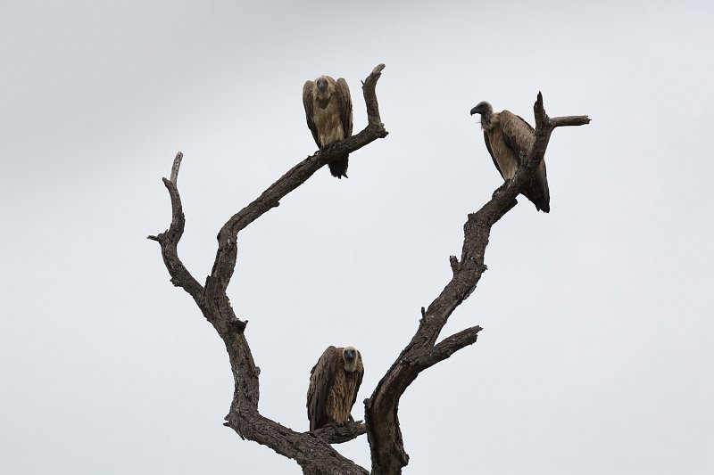 Cape Vultures | Kruger National Park - South Africa (IMG_0153.jpg)