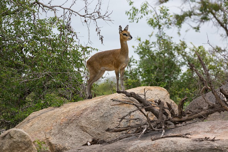 Klipspringer | Kruger National Park - South Africa (IMG_0213.jpg)