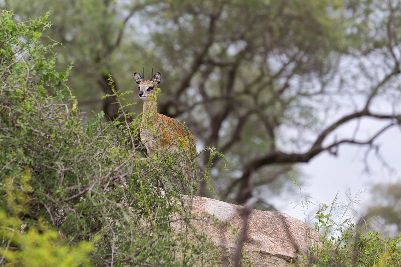 Klipspringer | Kruger National Park - South Africa (IMG_0222.jpg)
