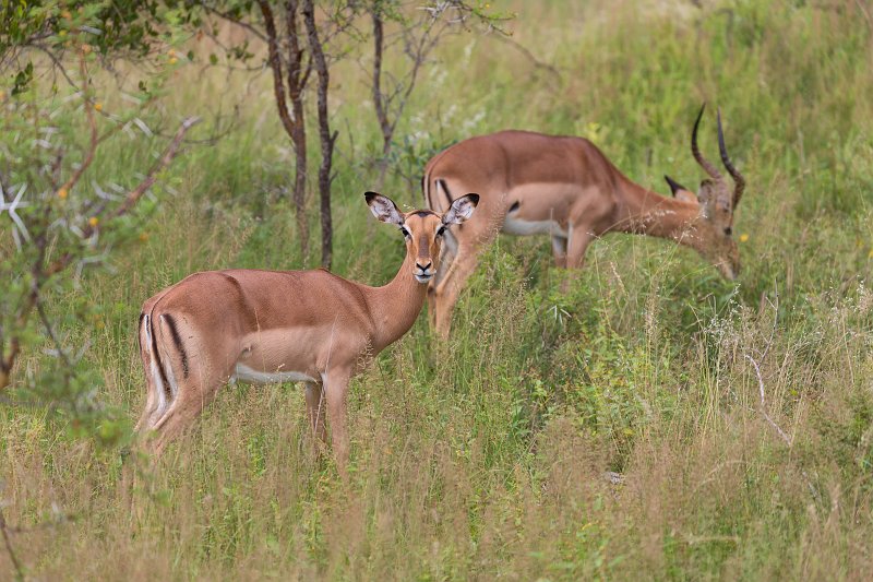 Impala | Kruger National Park - South Africa (IMG_0230.jpg)