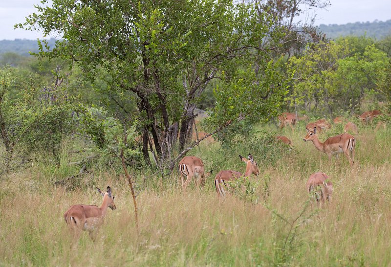Herd of Impalas | Kruger National Park - South Africa (IMG_0236.jpg)