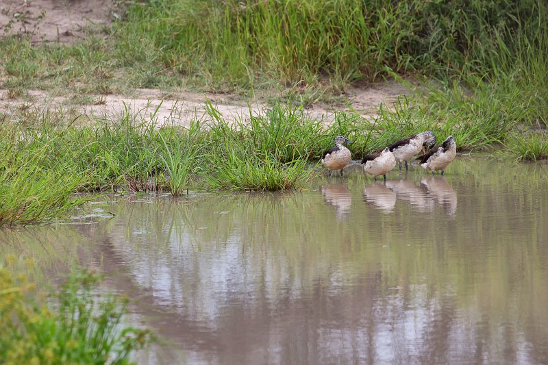 African Comb Ducks | Kruger National Park - South Africa (IMG_0242.jpg)