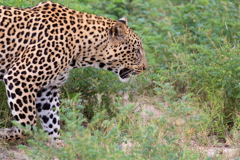 African Leopard | Kruger National Park - South Africa (IMG_0310.jpg)