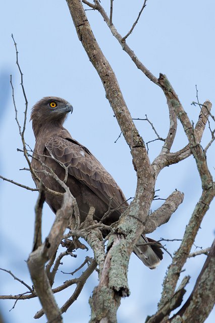 Brown Snake-Eagle | Kruger National Park - South Africa (IMG_0368_2.jpg)