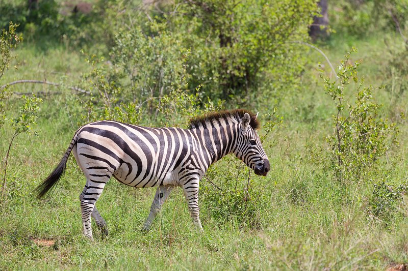 Burchell's Zebra | Kruger National Park - South Africa (IMG_0419.jpg)