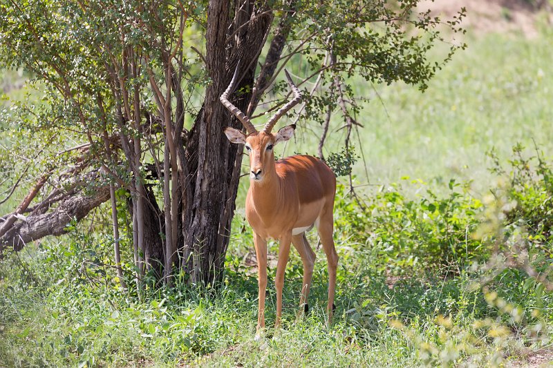Impala Ram | Kruger National Park - South Africa (IMG_0429.jpg)