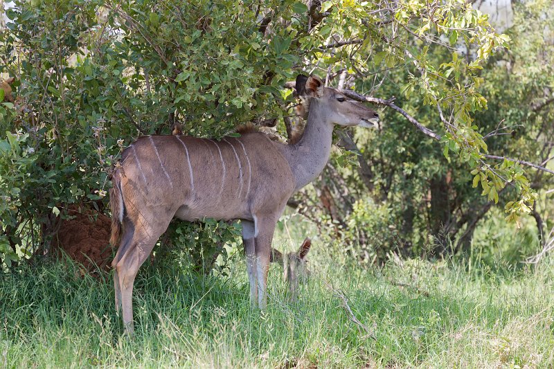 Greater Kudu | Kruger National Park - South Africa (IMG_0442.jpg)