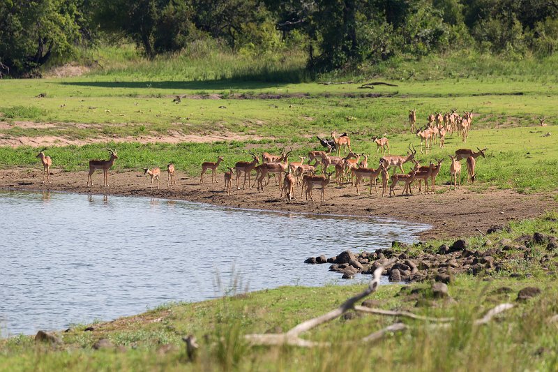 Herd of Impalas | Kruger National Park - South Africa (IMG_0457.jpg)