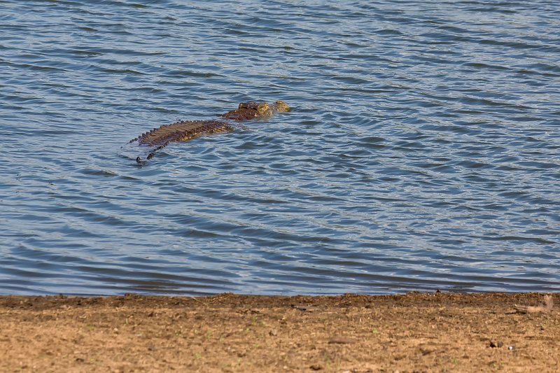 Nile Crocodile | Kruger National Park - South Africa (IMG_0470.jpg)