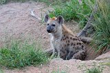 Spotted Hyena Cub