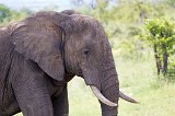 Head of African Bush Ealephant