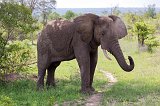 African Bush Ealephant
