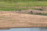 Woolly-Necked Storks