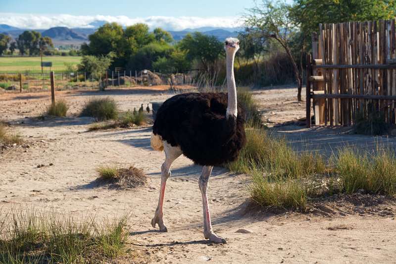 Male Ostrich, Safari Ostrich Farm, Oudtshoorn | Little Karoo - Western Cape, South Africa (IMG_8874.jpg)