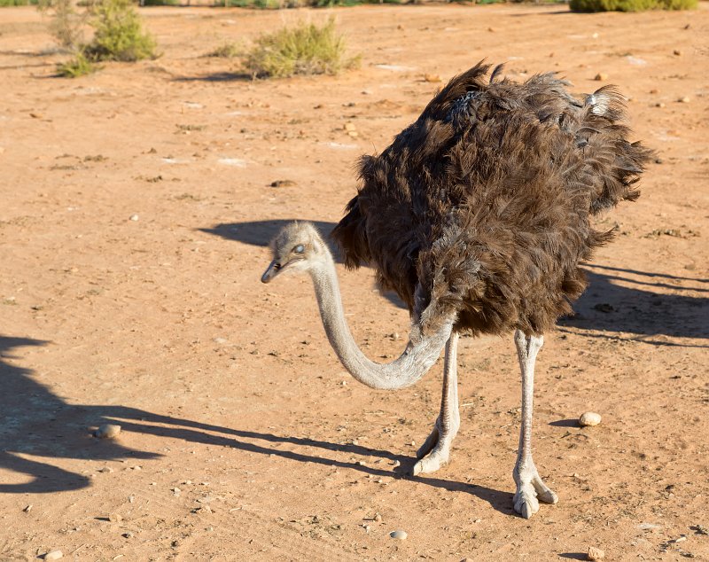 Young Ostrich, Safari Ostrich Farm, Oudtshoorn | Little Karoo - Western Cape, South Africa (IMG_8878.jpg)