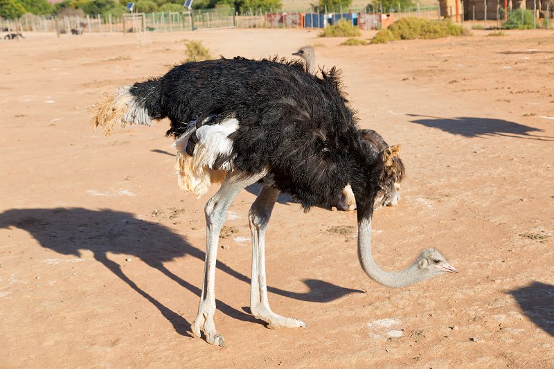 Male Ostrich, Safari Ostrich Farm, Oudtshoorn | Little Karoo - Western Cape, South Africa (IMG_8879.jpg)