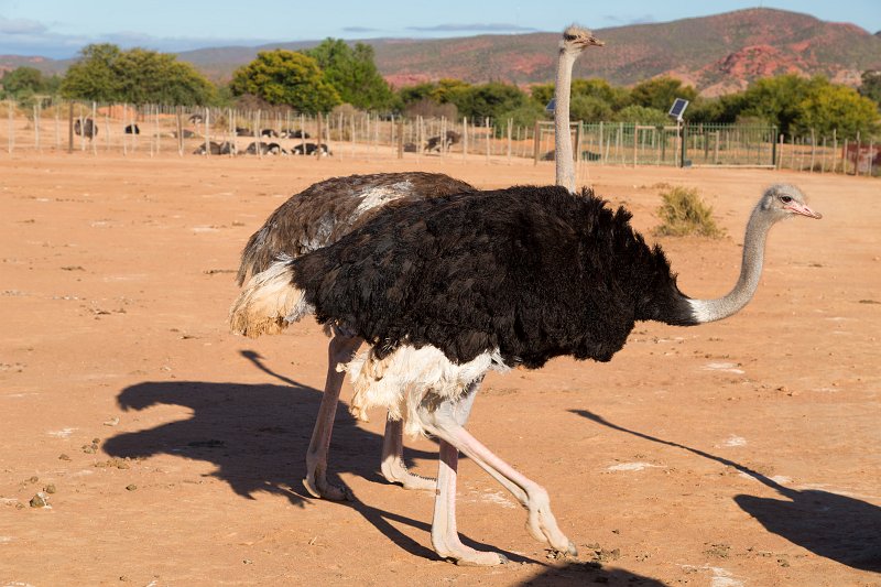 Ostriches, Safari Ostrich Farm, Oudtshoorn | Little Karoo - Western Cape, South Africa (IMG_8882.jpg)