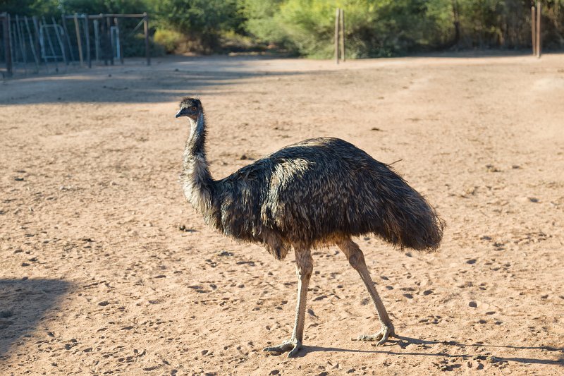 Emu, Safari Ostrich Farm, Oudtshoorn | Little Karoo - Western Cape, South Africa (IMG_8890.jpg)
