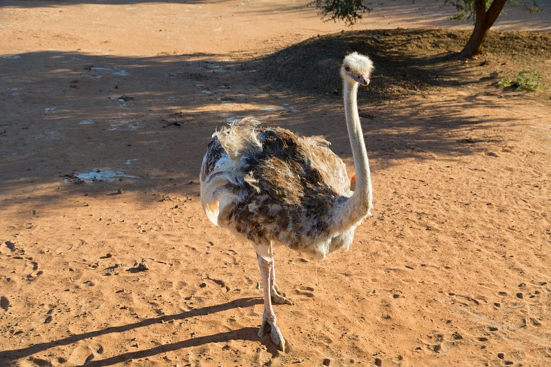 White Ostrich, Safari Ostrich Farm, Oudtshoorn | Little Karoo - Western Cape, South Africa (IMG_8898.jpg)