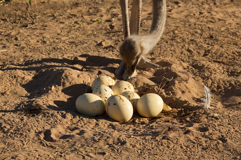 Ostrich Eggs, Safari Ostrich Farm, Oudtshoorn | Little Karoo - Western Cape, South Africa (IMG_8899.jpg)