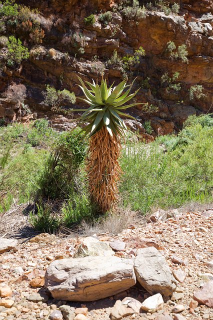 Bitter Aloe (Aloe Ferox), Swartberg Pass, Little Karoo | Little Karoo - Western Cape, South Africa (IMG_8953.jpg)